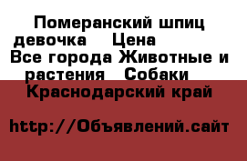 Померанский шпиц девочка  › Цена ­ 50 000 - Все города Животные и растения » Собаки   . Краснодарский край
